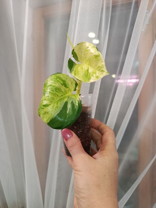 Продам комнатные цветы