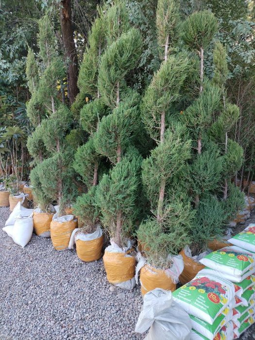 Dizayn berilgan majvinniklar