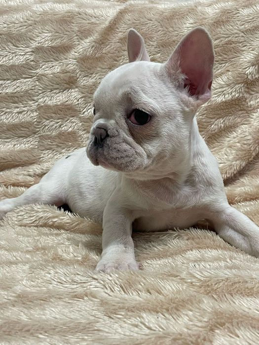 Цветные французы