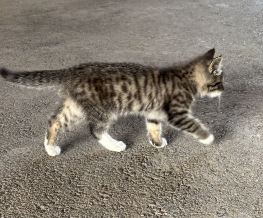 Отдам даром котенка