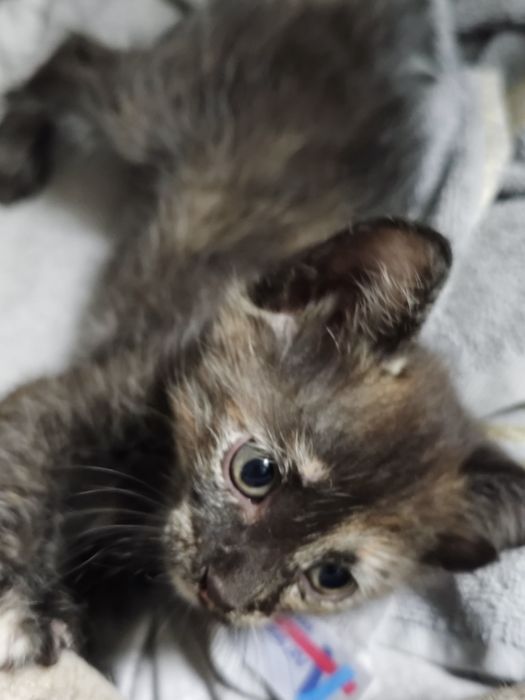 Котенок (девочка), в добрые руки.