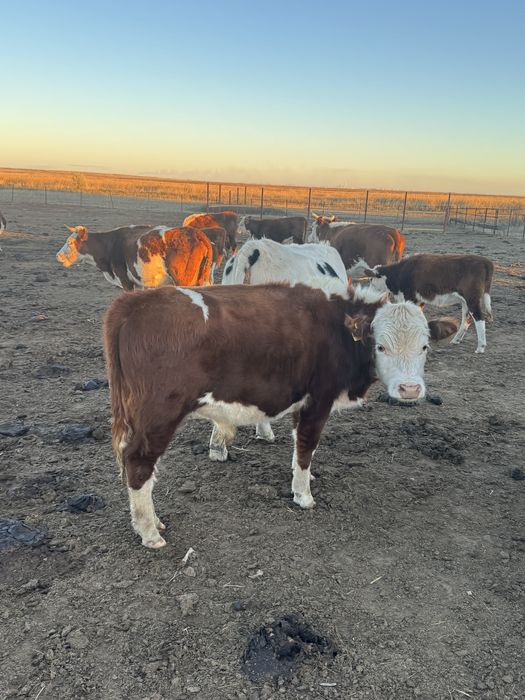 Крс оптом продам