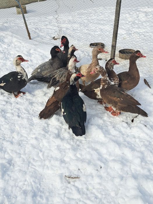 vând rațe leșești