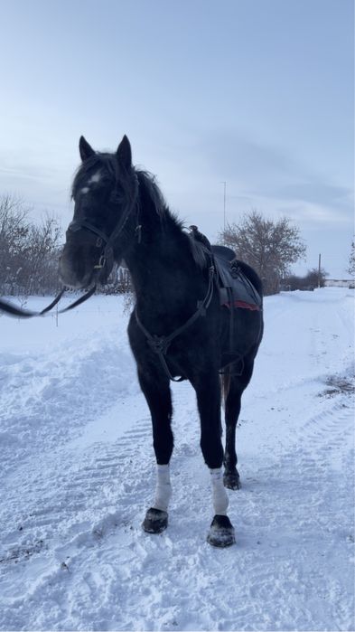 Жеребец Орловец.