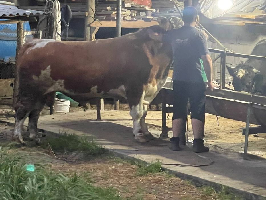 Assalomu aleykum Qurbonlik ucun qoylar va molar