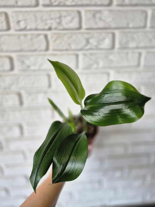 Продам Эухарис (Лилия)