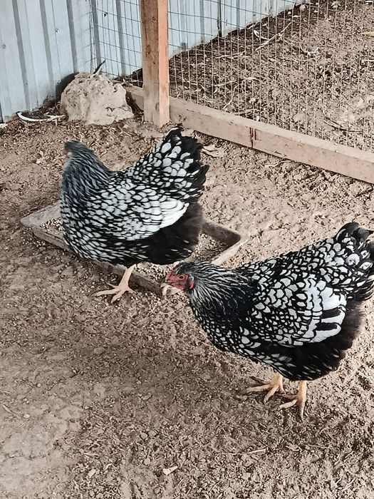 Куры Виандот Серебро