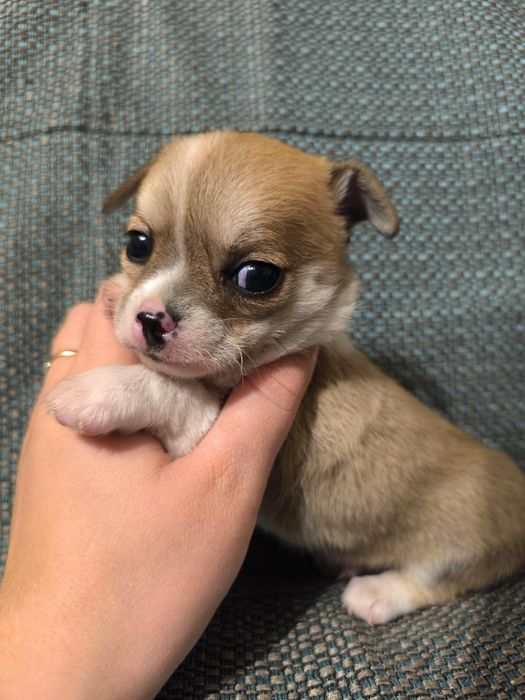 Мальчик чихуахуа