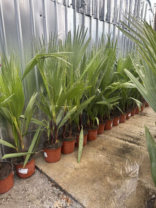 Vand palmieri 70-80 cm cate 2/3 in ghiveci