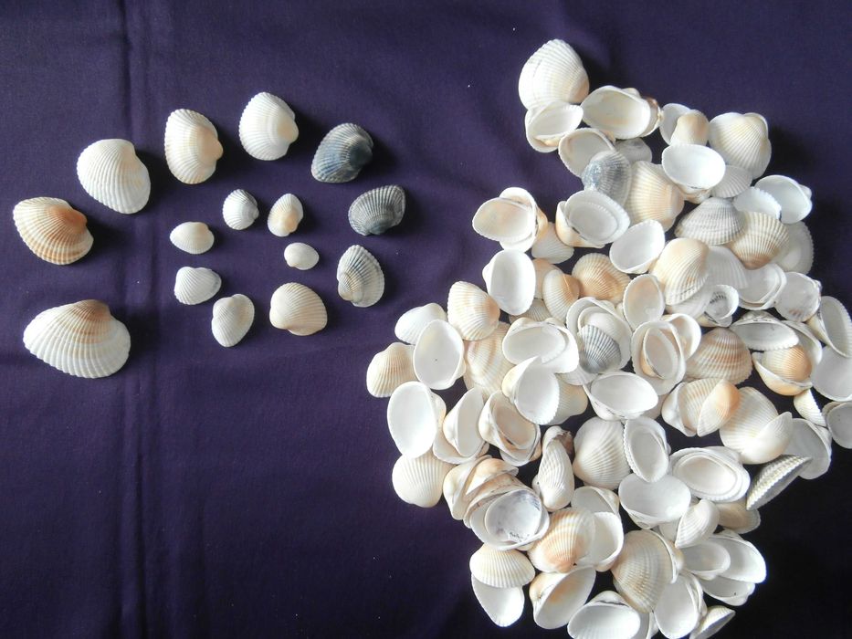 Морски миди за декорация