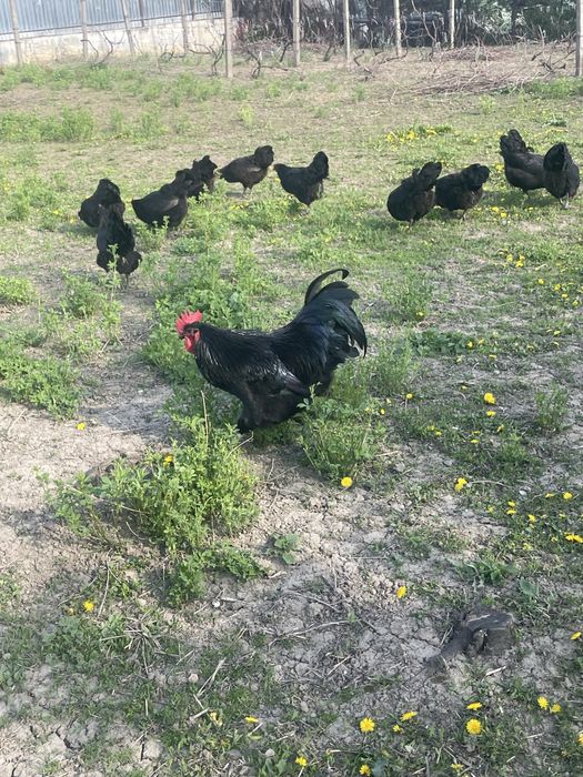 Vand familie gaini Australorp si fam.gaini pitice