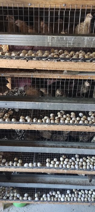 Bedana sotiladi yapon manjur