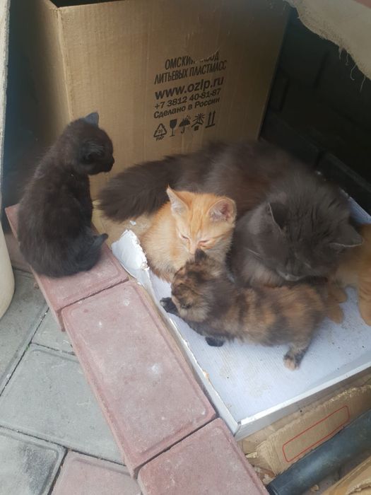 Отдам котят в добрые руки