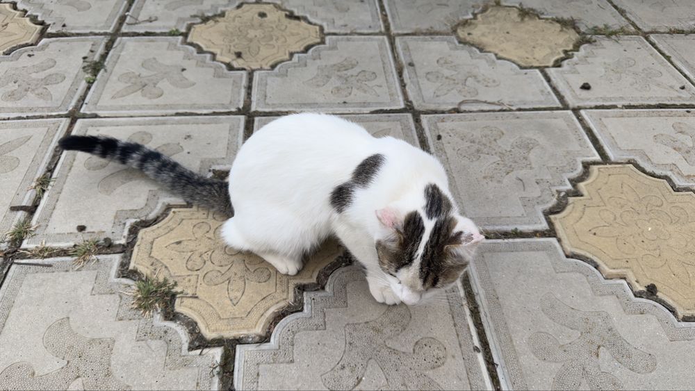 Pisica sterlizata spre adoptie