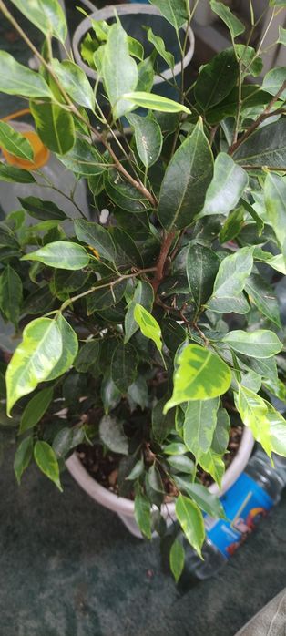 Фикусы  Бенджамина