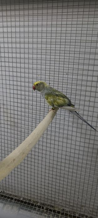 Ajerella sotiladi 1 par mutant,1 par kremeno ishlagan rabochchi parala