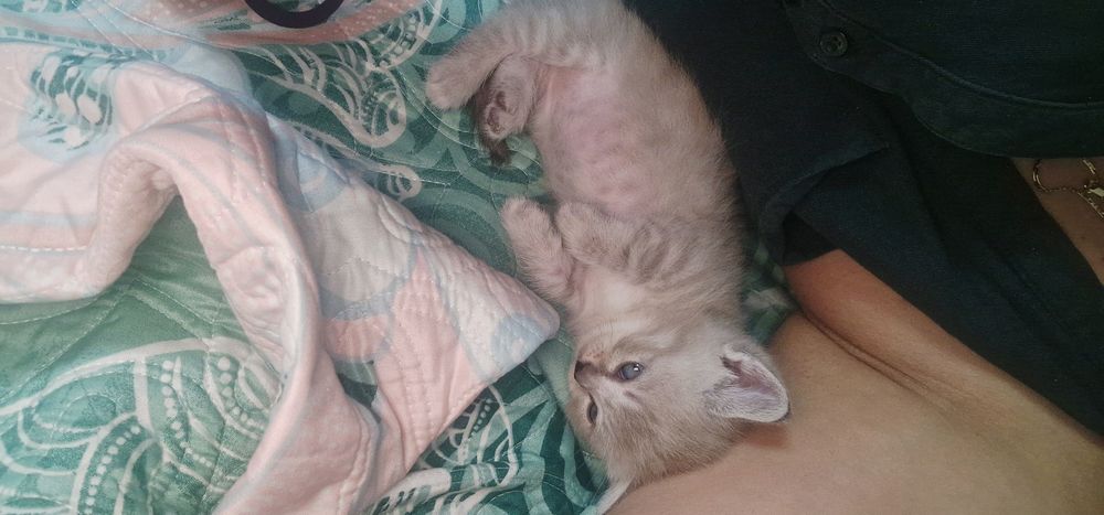 Манчкин котята 1 мальчик