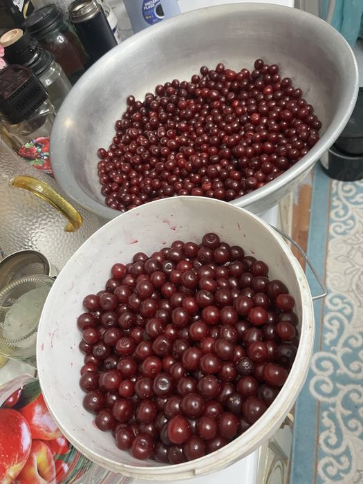 Продам вишня домашная