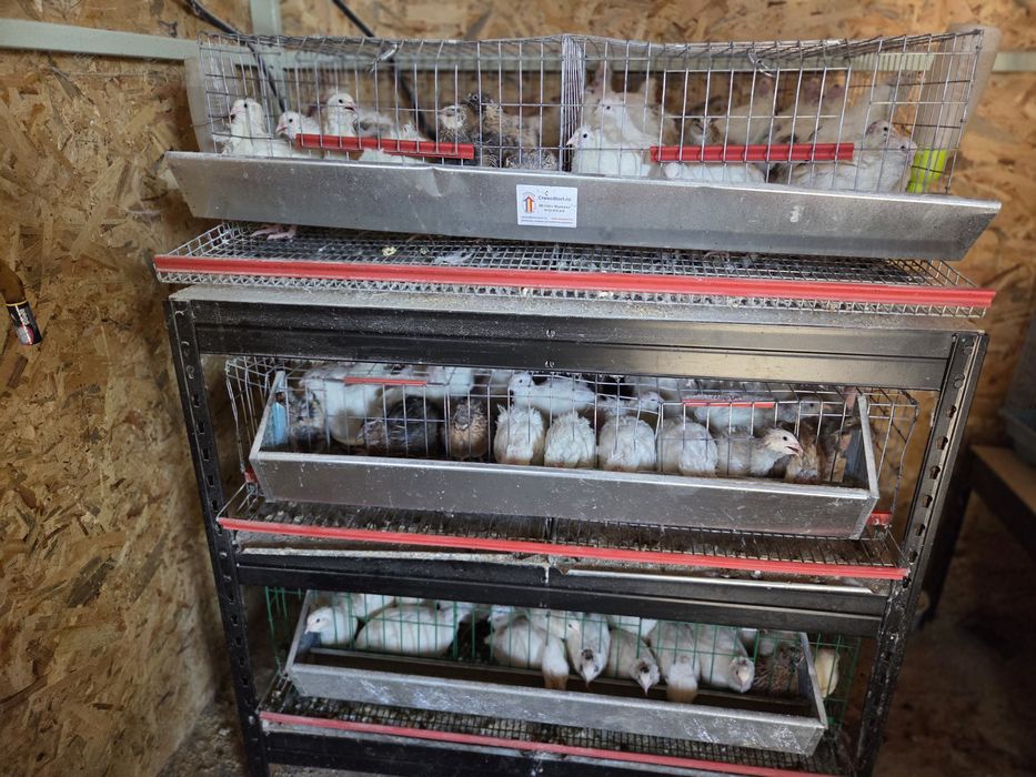 Prepelite de toate vârstele