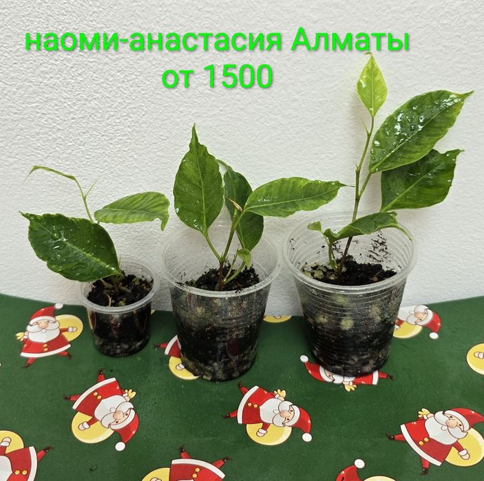 Фикусы разные, прекрасные