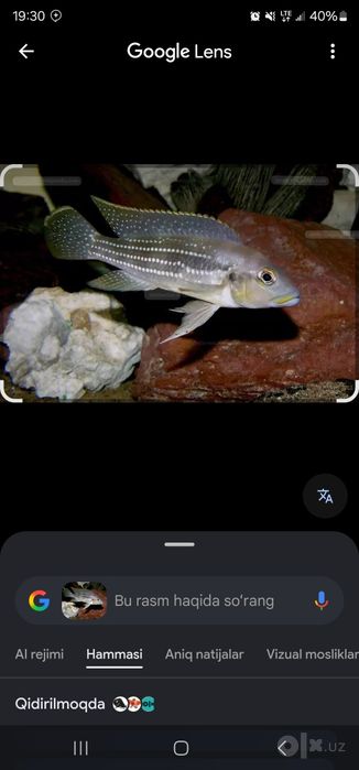 Neolamprolagus tetraganus