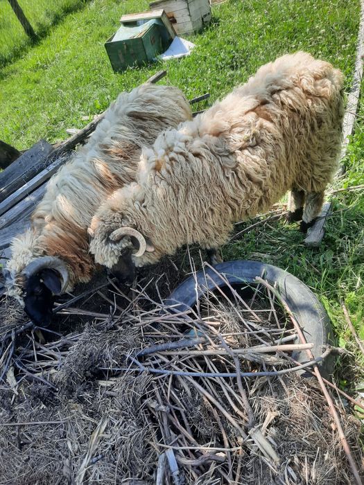 Vand doi miei ,berbeci