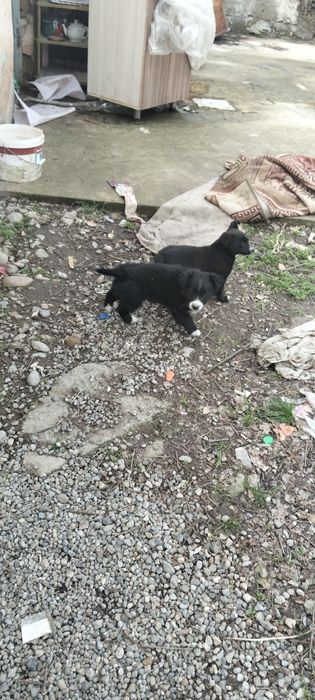 Отдам а хорошие руки