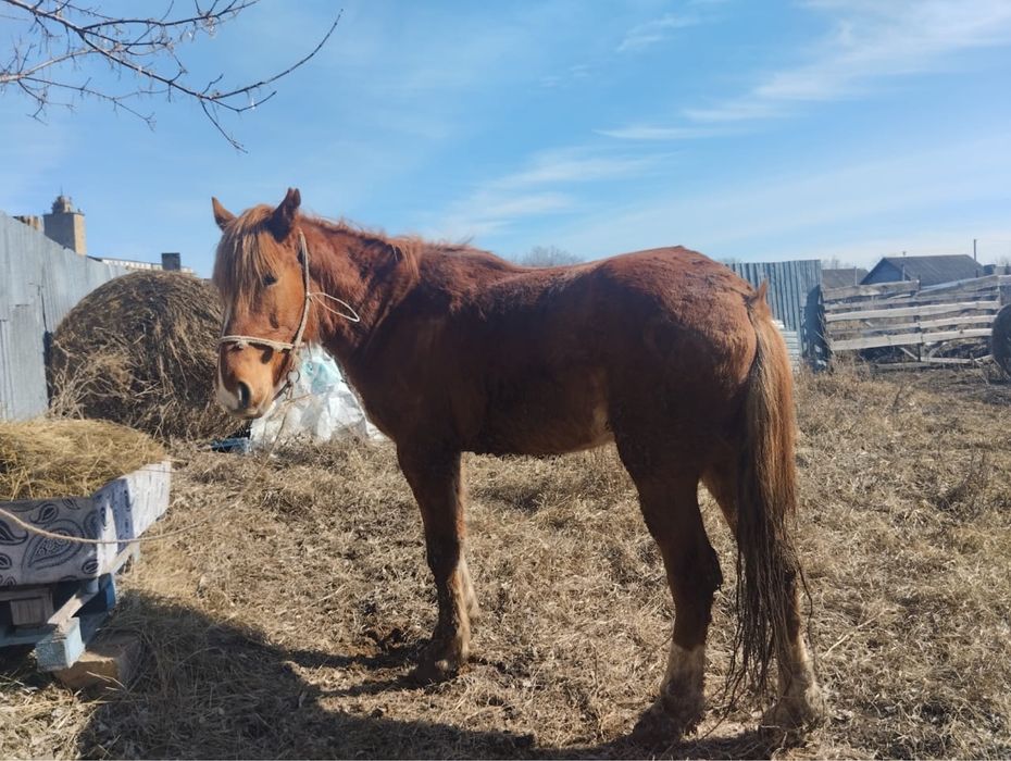 Лошадь жорга 4-х годовалый