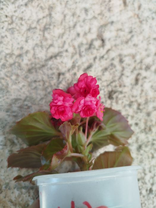 Цветочки в наличии