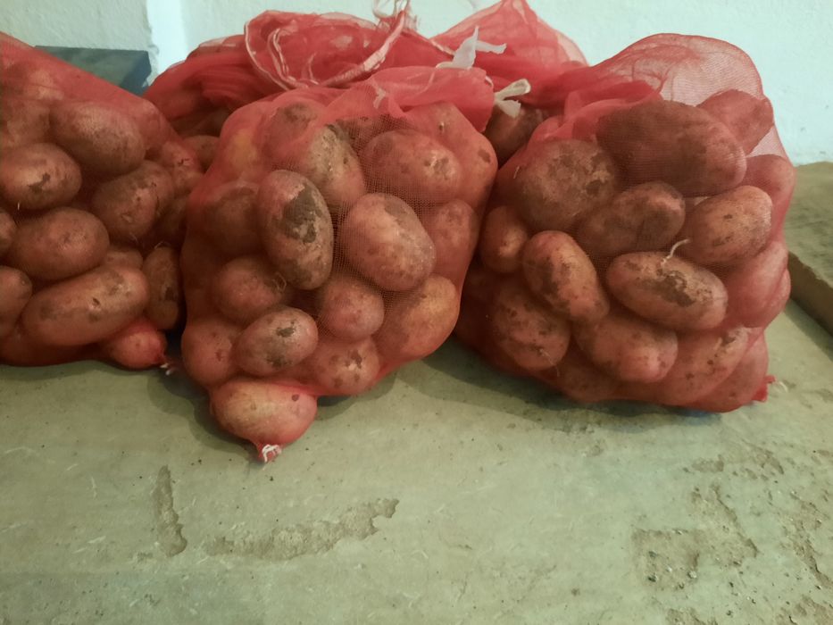 Продам домашний картофель