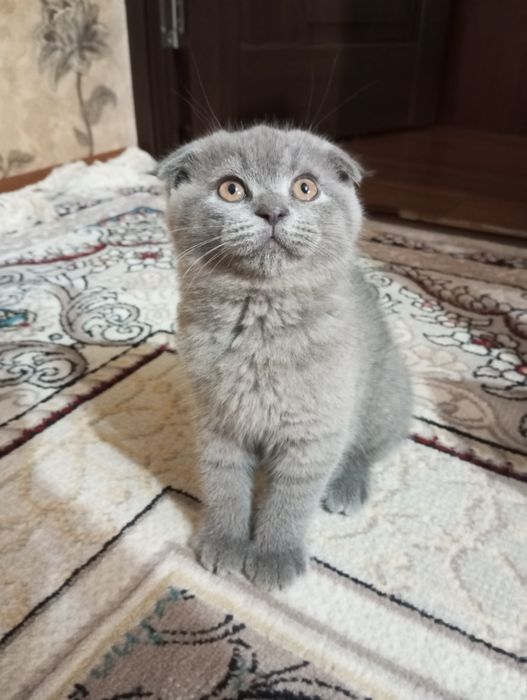 Продаются котята: порода Скотиш Фолд.