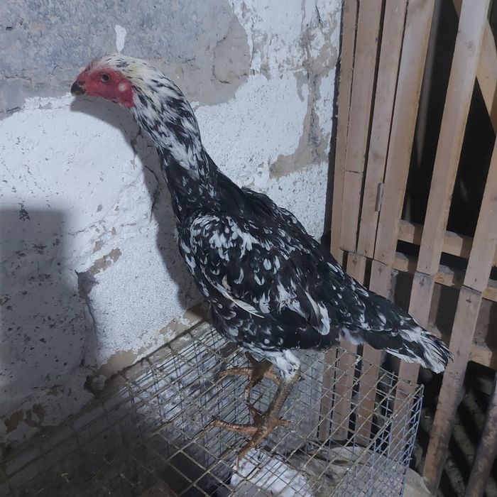 Ветнам тайго 1год