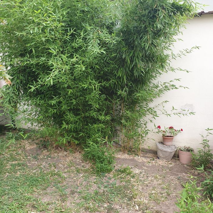 Arundo Donax pt curți și grădini