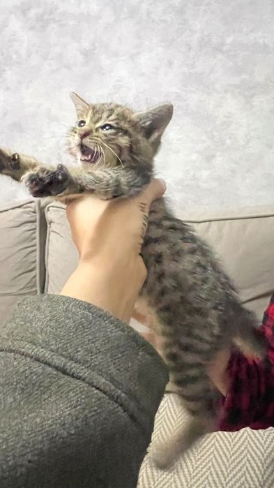Котенок 1 месяц, отдам в добрые руки!