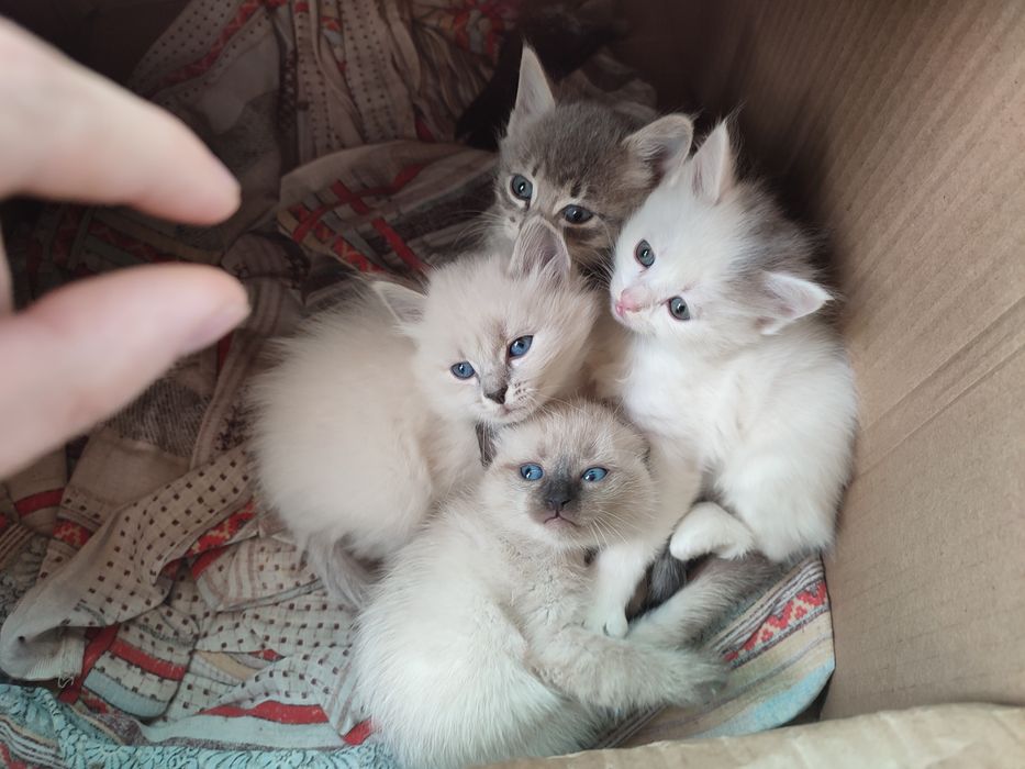Отдам котят в добрые руки