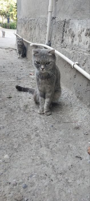 В хорошие руки срочно