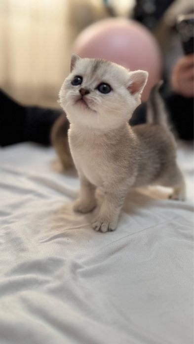 Продаются котята британских шиншил