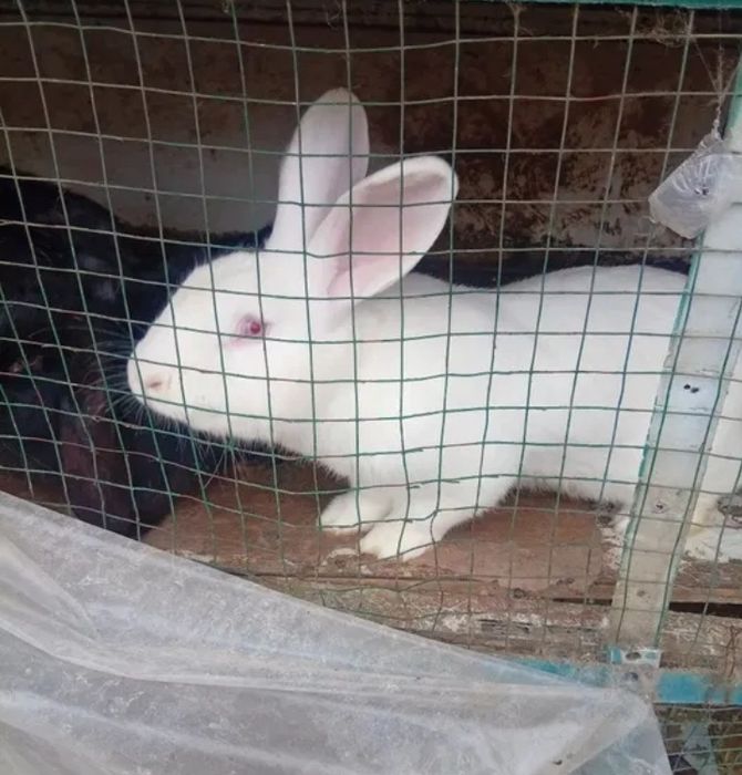 Куйон quyon кролик сотилади