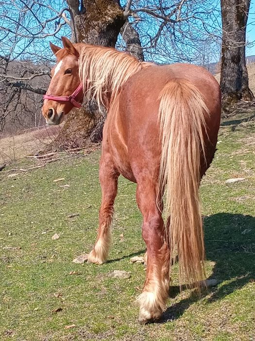 Vând iapă de 8 ani