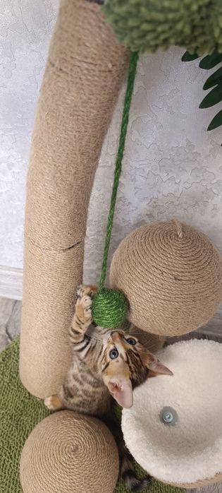 Бенгальские котята