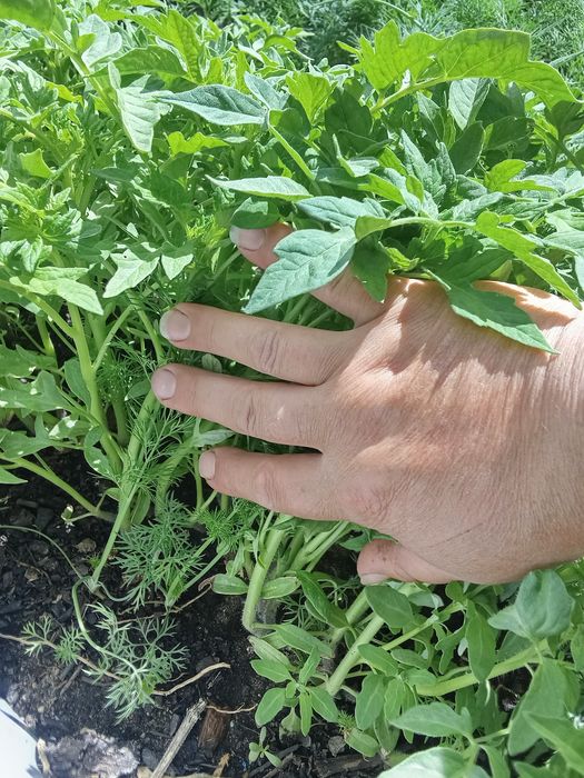 Продам рассаду помидор