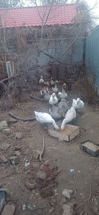 Продам Гусей, , Домашние