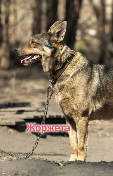 Дарю в добрые и ответственные руки