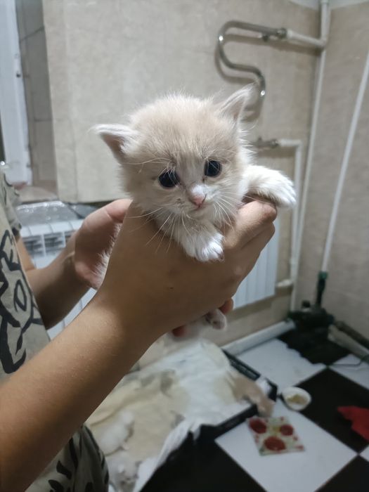 Отдаю даром котят