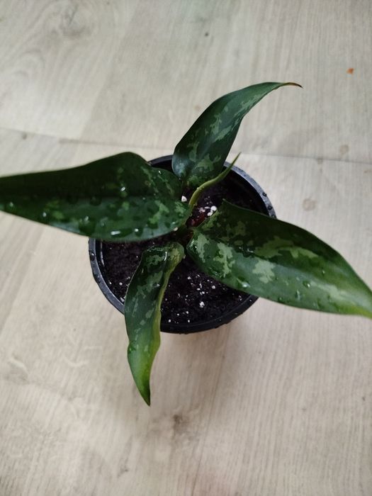 Цветы комнатные домашние