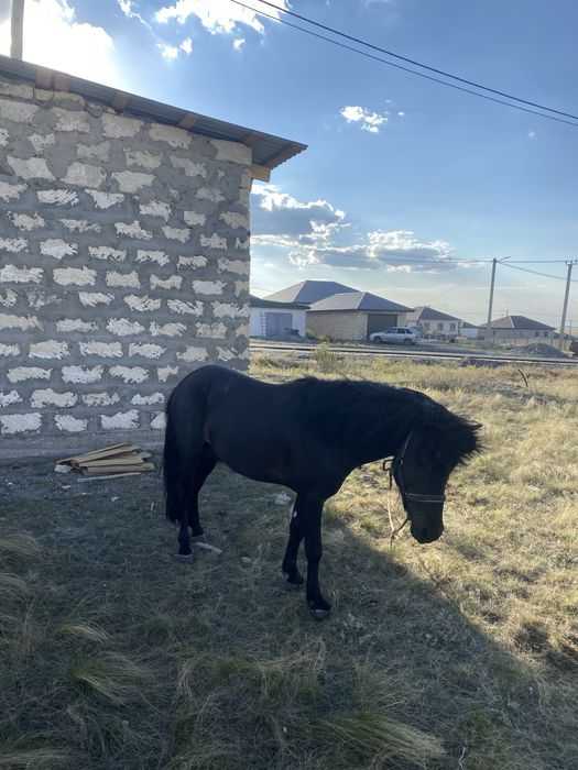 Продам 2 пони. Еркек ұрғашы пони сатылады