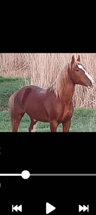 Айғыр Конь Жеребец Көкпарский