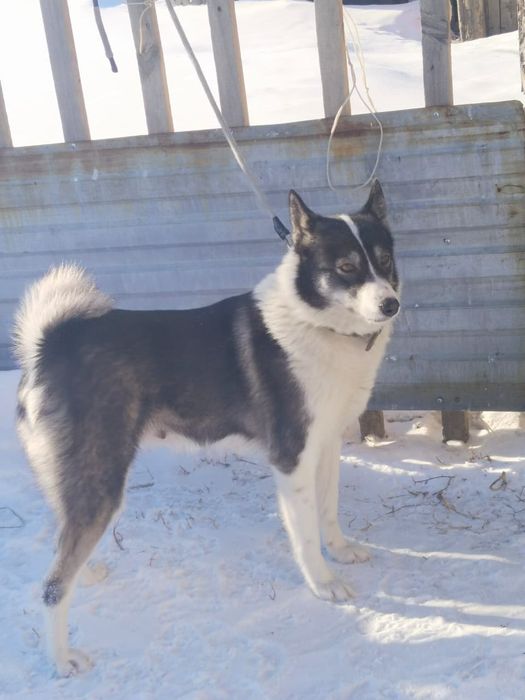 Срочно продам щенка лайки