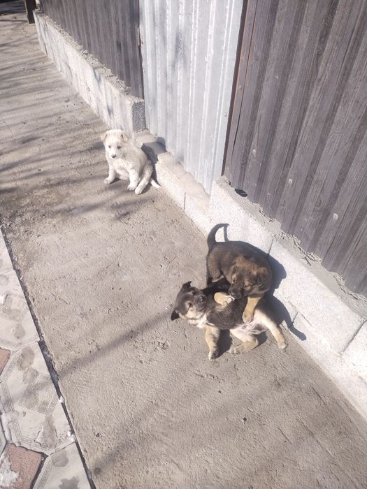 Отдам щенят в хорошие, добрые руки.