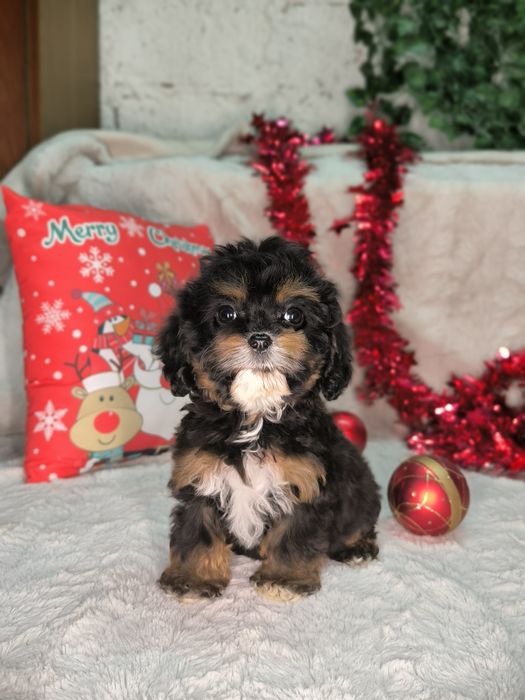 Vand fetita Cavapoo black and tan F1.